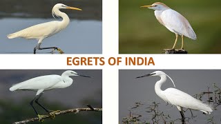 Egrets of India | Birds | Indian Birds 🇮🇳