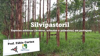 Silvipastoril. Pastagens arborizadas com árvores, arbustos e palmeiras