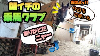 黒馬とボス猫。黒馬のお家の前でだべってる猫が可愛すぎました。(朝イチの乗馬クラブ)【ツルマルボーイ様のシモべ】