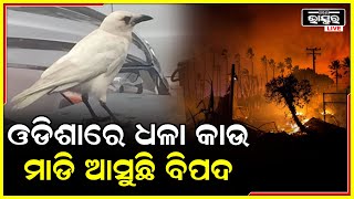 ଓଡିଶାକୁ ମାଡି ଆସୁଛି କି ବିପଦ ..ଓଡ଼ିଶାରେ ଦେଖା ଦେଲାଣି ଧଳା କୁଆ..ସତ ହେବକି ମାଳିକା ବଚନ