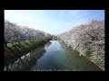 曽我川沿い 満開の桜！