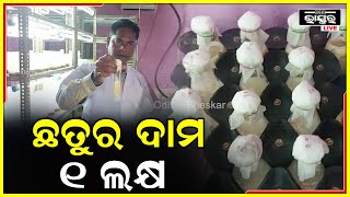 ସମ୍ବଲପୁରରେ ଯୁବ କୃଷିବିଜ୍ଞାନୀ ଦିବ୍ୟରାଜଙ୍କୁ ସଫଳତା, ଫୁଟାଇଲେ ଲକ୍ଷେ ଟଙ୍କିଆ ଛତୁ...