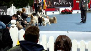 CACIB Wels - Junior handling (Sunday)