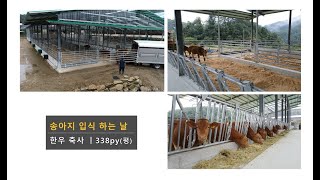 [축사TV-소 입식편] 한우 축사, 신축 시공, 소 입식, 증축, 우사, 자동목걸이, 소먹이통, cow house, cattle shed, feed bunk