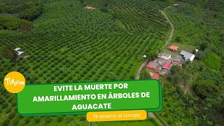 Evite la muerte por amarillamiento en árboles de aguacate- TvAgro por Juan Gonzalo Angel Restrepo