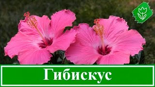 🌺 Садовый гибискус: посадка и размножение, выращивание и уход за гибискусом; виды и сорта гибискуса