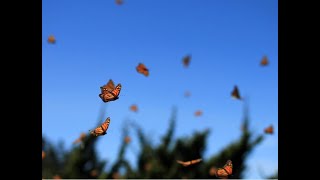 Migrating Monarch Butterflies