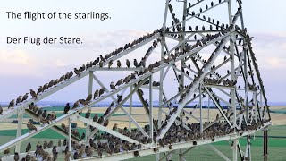 Flight of the Starlings / Der Flug der Stare  / Nature / Vogelschwarm / bird flock / Murmuration