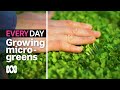 How to grow micro-greens at home 🌿 | Everyday Gardening | ABC Australia