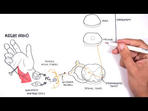 What are the two pain pathways?