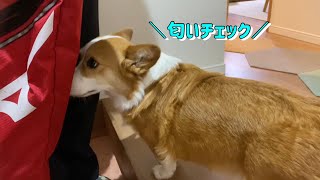 長男とコーギー犬の夜間のルーティーン