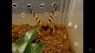 Brazilian wandering spider