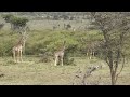 Faces of China: Chinese expert devoted to protecting wildlife in Kenya's reserve