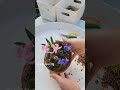 묵은 둥이 봄 구근으로 청초한 가드닝 히야신스 스노우드롭 쉴라 garden minibonsai 원예 반려식물 가드닝 plants gardening 정원 diy