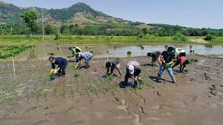 NextGen: Participatory Varietal Selection Trial Site in BARMM