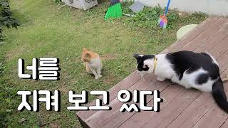 길냥이에게 밥 먹는 것만 허락한 마당냥이들[#마당냥이키우기#착한고양이#외로운길냥이##Good Cat #Lonely Cat]