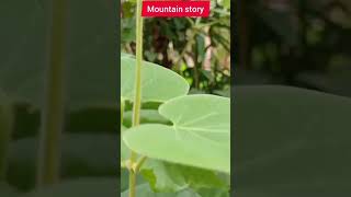 Must try#Mountain story#ഇതിന്റെ ഗുണങ്ങൾ അറിഞ്ഞാൽ നിങ്ങൾ ഞെട്ടും #ഇത് വെറുമൊരു വള്ളിച്ചെടിയല്ല