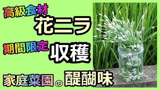 【高級食材 花ニラの収穫】期間限定の希少品 家庭菜園の醍醐味 無農薬 半自給自足