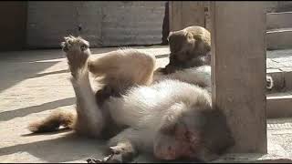 Monkey masterbating funny