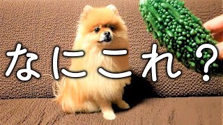 生まれて初めてゴーヤをみたポメラニアンの反応がこちら【茶々丸の冒険　第１１回】