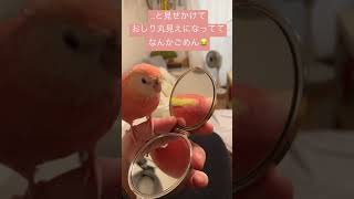 【アキクサインコ】鏡を見るももと見せかけて…