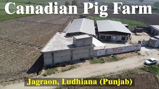 Canadian Pig Farm | Jagraon , Ludhiana (Punjab)