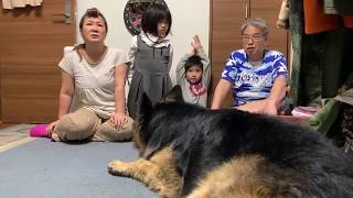 大型犬・シェパード犬マックと三世代 youtube live.