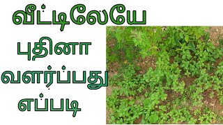 How to grow mint at home in tamil/புதினா வளர்க்கும் முறை/easy method to grow mint in tamil