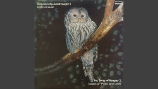 Macskabagoly - Strix aluco