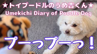 プーっプーっ！ ★トイプードルのうめ吉くん(1215日目)★Umekichi Diary of Poodle Dog