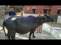 the bhadawari buffalo price ₹70 000 only milk 30l per day top quality breed