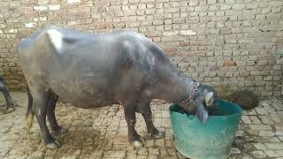 The Bhadawari Buffalo| Price ₹70,000 Only| Milk 30L per Day| Top Quality Breed|