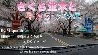 市役所さくら通りドライブ