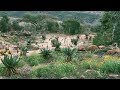 THULA BABA, THULA SANA 🌿 South African Lullaby