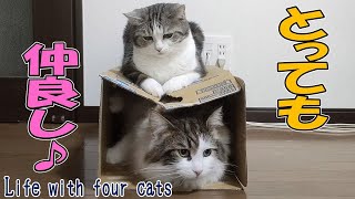 とっても仲良し♪　メインクーン「まる」とスコティッシュフォールド「ふく」Life With Four Cats123  #猫 #ねこ