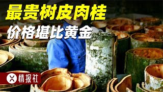 外國肉桂比黃金還貴？肉桂樹會被剝皮而死嗎