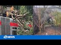 Videos show parade of storms toppling trees across Northern California