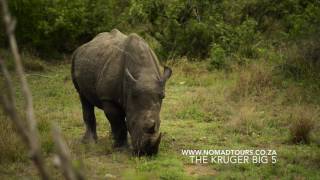 Kruger Big 5 | Nomad Adventure Tours