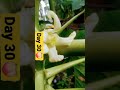 papaya tree flower and fruits 🍑#shorts #papaya #flower #fruits