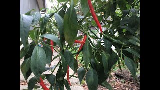 Harvest Chili at my Garden (ការប្រមូលផលផ្លែម្ទេស )