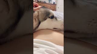 Husky taking care of pregnant mother #doglover #baby