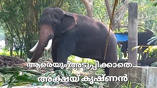 ♥️Guruvayoor Akshaykrishnan♥️🐘 in Musth. അടുത്തു ചെന്നാൽ ഏറുറപ്പാണ്. 𝓜𝓪𝓷𝓪𝓽𝓱𝓪𝓻𝓪𝔂𝓲𝓵 𝓶𝓮𝓭𝓲𝓪.