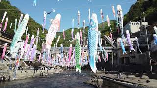 杖立温泉鯉のぼり祭り①　　2021/04/25