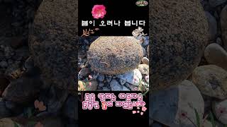 #봄을 알리는 꽃돌#a flower-stone that signals spring#분홍빛꽃돌#모암#수마#피부#색감이고운돌#탐석기행#탐석여행#자연#힐링