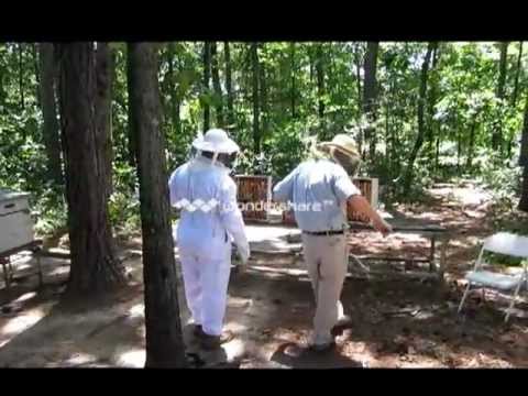 Honey Bee Super Removal - YouTube