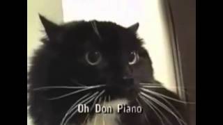 Oh Don Piano (Talking Cat with Subtitles)