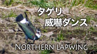 野鳥撮影・ 野鳥観察・タゲリの威嚇ダンス / Northern lapwing / Vanellus vanellus