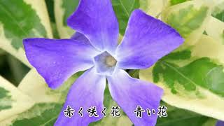 この世の花　島倉千代子