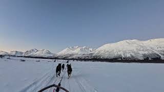 Piena curva in slitta con  gli Husky: corri Balto, vai che si vola!!