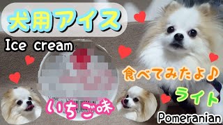 【ポメラニアン ライト】犬用アイスを食べてみた★おやつ 検証 かわいい おもしろ【Pomeranian raito】Ate ice cream for dogs♪